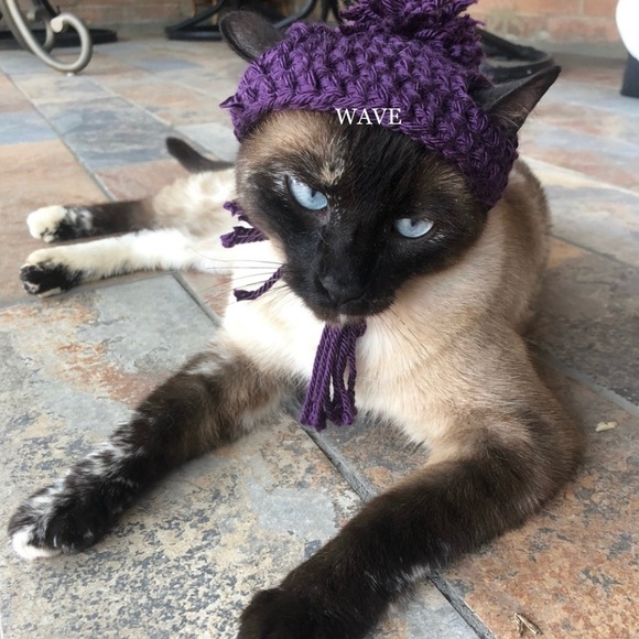 🐈‍⬛🐈😻matching beanie for your cat😽😸pom&braids - Picture 11 of 12